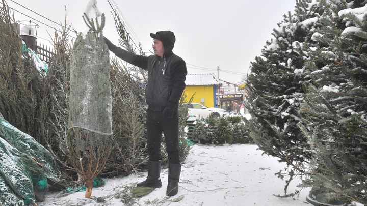 В Новосибирске по 15,5 тысяч продают пихты из недружественной Польши