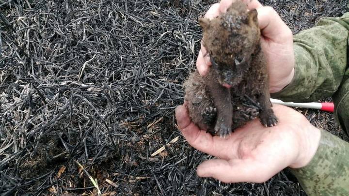 В Подмосковье выбирают имя спасенному от лесного пожара щенку