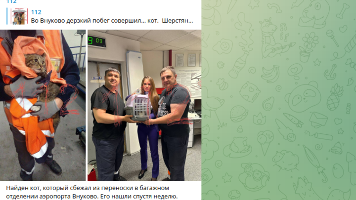 В аэропорту Внуково спустя неделю нашли сбежавшего из переноски кота по кличке Котик