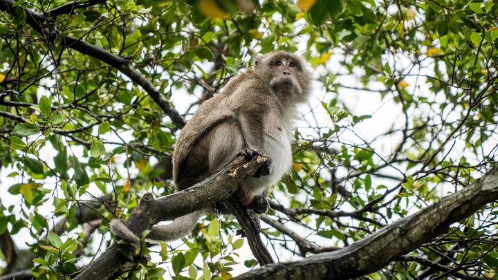 Оспа обезьян уже в России. Шафалинов сказал без обиняков: Будет паника