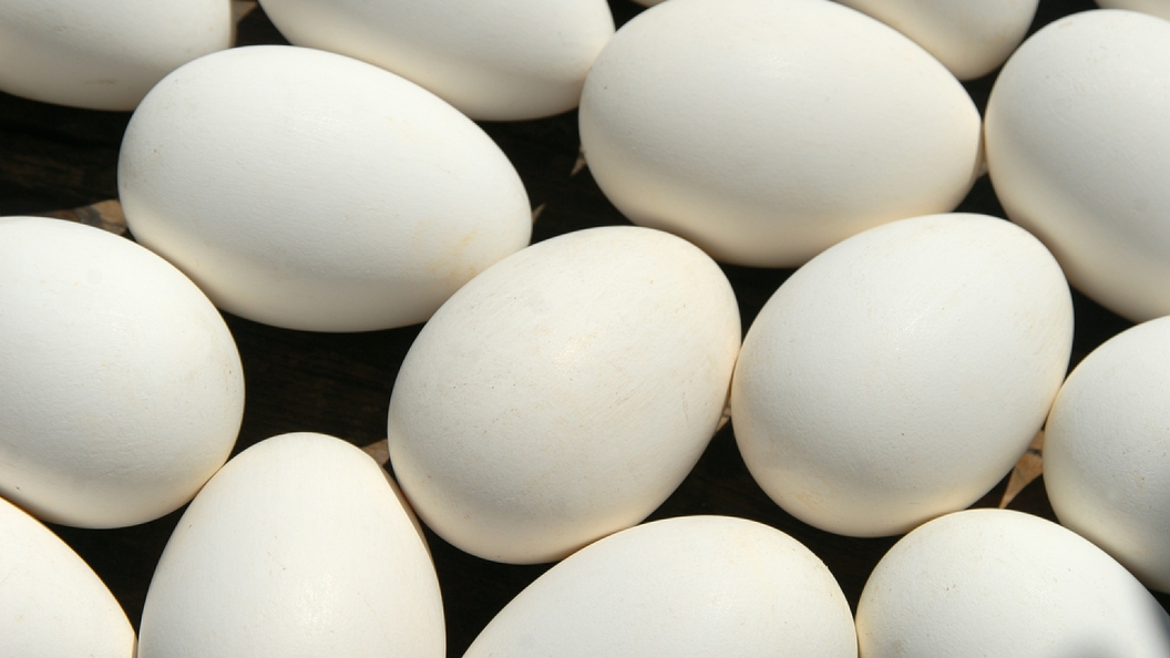 Цены на яйца в странах. Яичнык. Яйца кагуара.