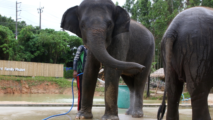 Не пытайтесь убежать. Дрессировщица раскрыла секреты, как спастись от разъярённого слона
