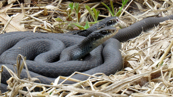 Сезон змей в Москве закончился
