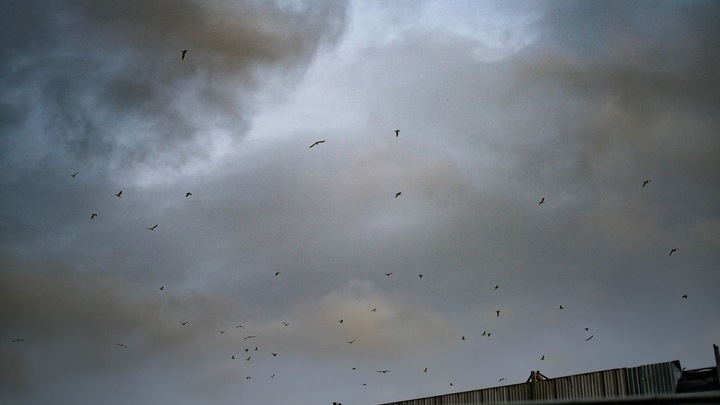 Спасатели предупредили жителей Санкт-Петербурга о сильном ветре