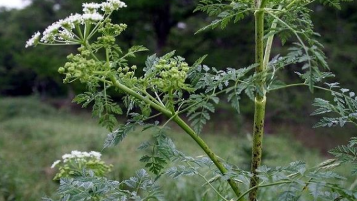 В Сочи зацвело одно из самых ядовитых растений Европы