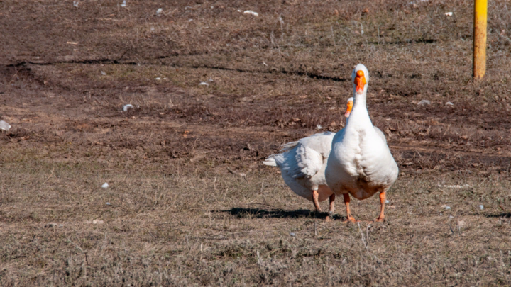 Гуси - самые сумасшедшие!: Стендап-комик рассказал о своём страхе