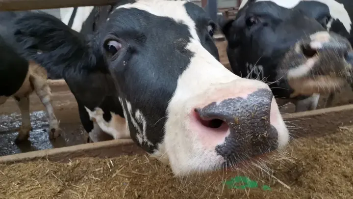 Структурный сдвиг: почему в России сократилось поголовье крупного рогатого скота