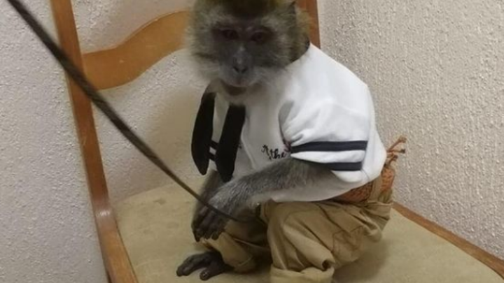 В Анапе полицейские забрали у фотографов-живодеров енота и обезьяну