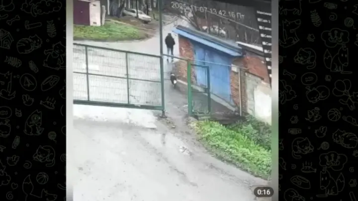 Серийный вор собак из Подмосковья арестован: мясо шло в корейские рестораны