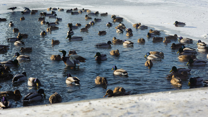 Синоптики предупредили о плюсовой температуре в Свердловской области в конце февраля
