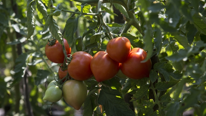 В Краснодарском крае до конца года на поддержку фермерства выделят 0,57 млрд рублей