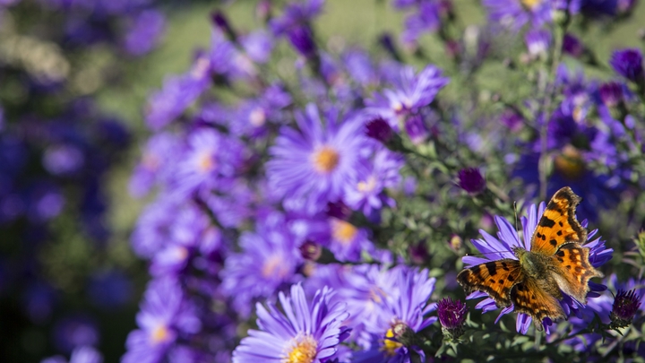 Учёные проследили путь бабочек через Атлантический океан