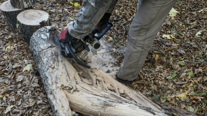 В Туапсе арестован чёрный лесоруб за уничтожение дубов на 5 млн рублей