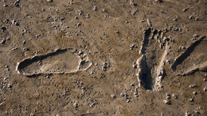 Четырёхпалые следы сбили с толку: Британке оставили 6 таинственных знаков на машине