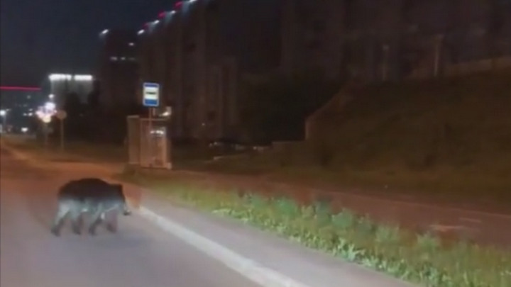Бегавшего по Центральному району Кемерова кабана заметили горожане Бегавшего по Центральному району Кемерова кабана заметили горожане