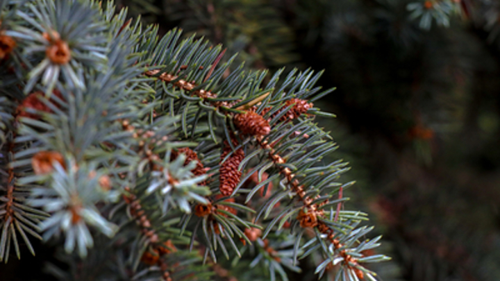 Пихты, сосны, ели: на Кубани к середине декабря откроют 255 ёлочных базаров