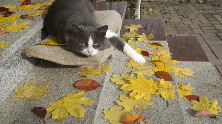 Уши.Лапы.Хвост: В Самаре могут построить новую клинику для лечения животных