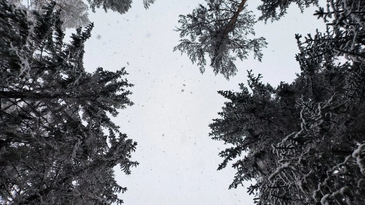 Сосны, ели и пихты: где в столице полюбоваться вечнозелеными деревьями