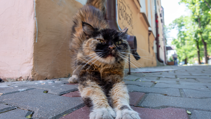 В Краснодаре коту оторвало хвост после взрыва петарды