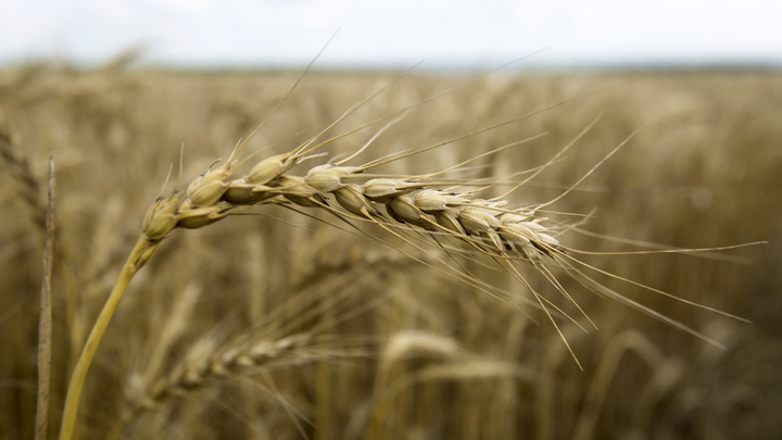 Пора переходить к делу: Русские дипломаты рассказали, как решить проблемы с продовольствием