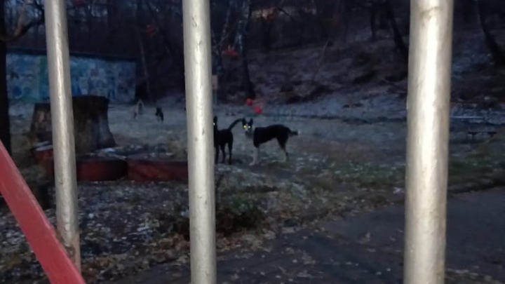 В Челябинской области бродячие собаки контролируют территории детсадов