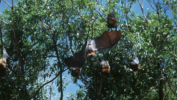 Постоянный процесс: Гинцбург объяснил появление коронавируса NeoCov в ЮАР