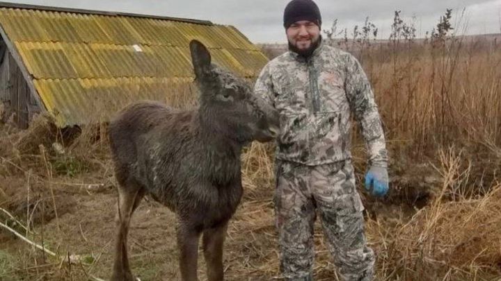 Самарские охотоведы спасли провалившегося в погреб лосенка и вернули его маме-лосихе