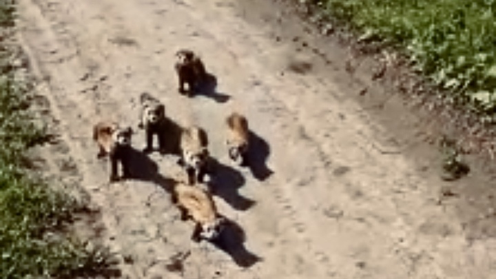На Кубани степные хорьки попытались напасть на мужчину