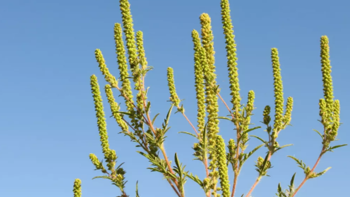 В Краснодаре уничтожили более 4,6 тысяч гектаров амброзии