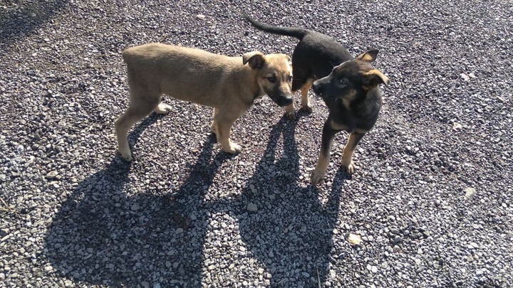 Спрос на одежду для псов вырос в Кемерове на 7%