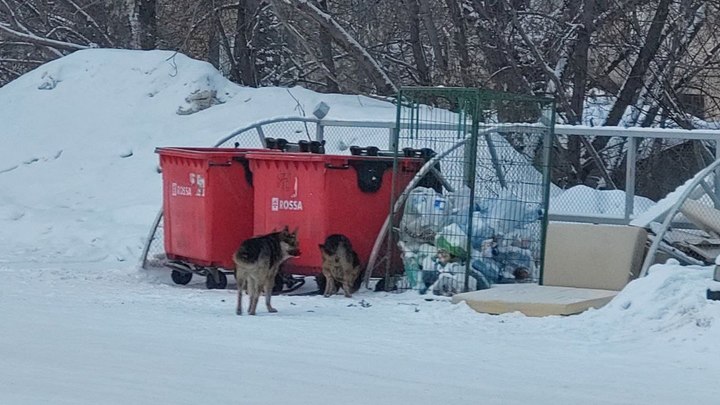 В Новокузнецке с улицы Воровского неизвестные своровали мусорные баки