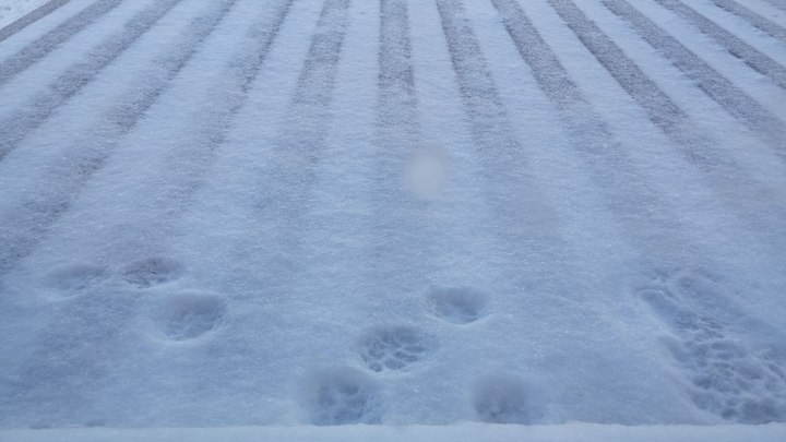 Погода в Ростове в выходные 4 и 5 февраля: снег с дождём, мороз и оттепель