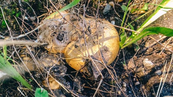 Первая помощь при отравлении грибами март — октябрь года - 30 августа - kormstroytorg.ru