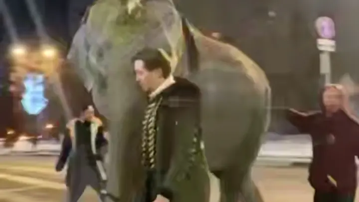 Слон сбежал из цирка в Самаре и гулял по городу в 20-градусный мороз