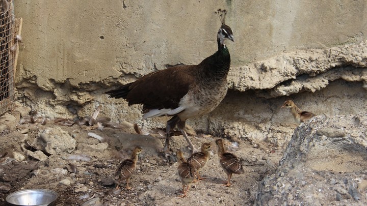 В Сочи в парке «Дендрарий» у двух пар павлинов вылупились сразу девять птенцов