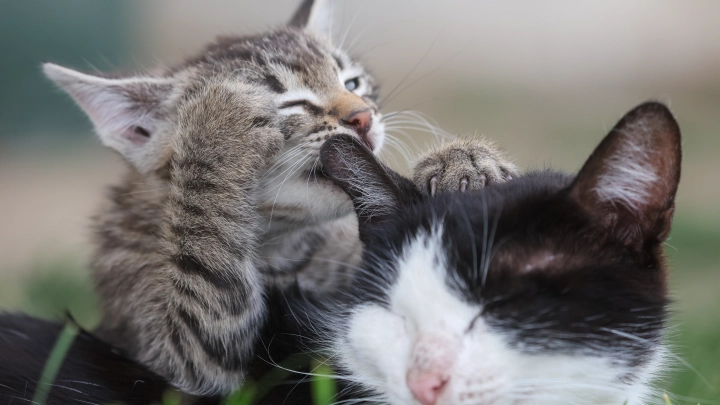 В Китае освобождение тысячи кошек обернулось массовой гибелью животных