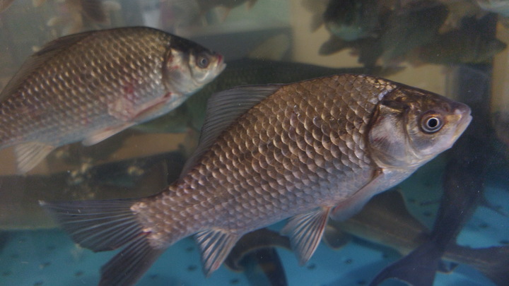 Озёрную рыбу из Новосибирской области доставили в Китай впервые за четыре года