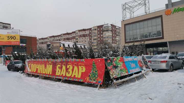 Новогодние ёлки и пихты в Новосибирске подорожали почти в два раза