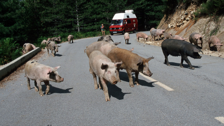 Вспышка АЧС: Россельхознадзор запретил поставки свинины из Чехии