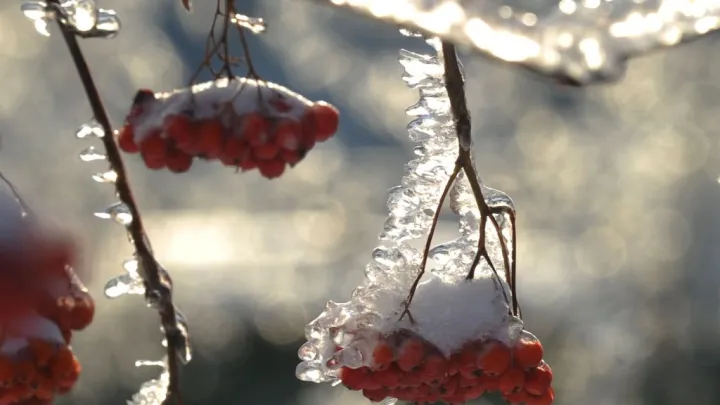 На Москву надвигается мощный снегопад перед новогодними морозами