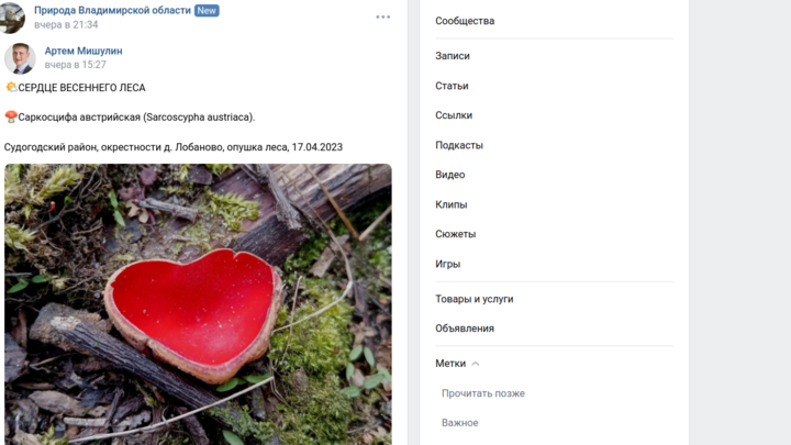 В лесах Владимирской области появились грибы в виде окровавленных сердец