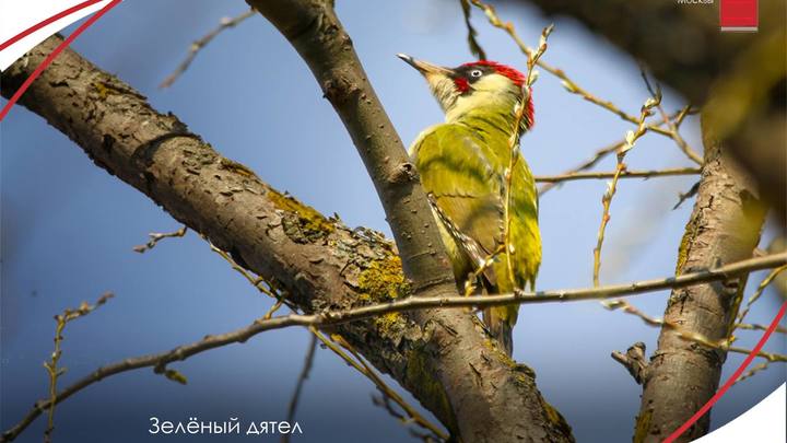Собянин заявил об увеличении численности редких животных в Москве