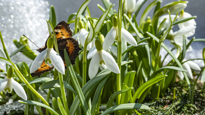 В Сочи ввели дополнительные патрули в национальном парке, чтобы сохранить первоцветы