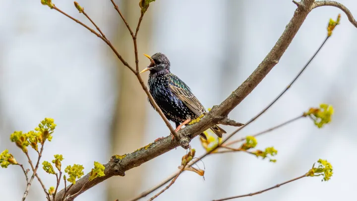 Как ведут себя с приходом весны животные, птицы и насекомые в Москве