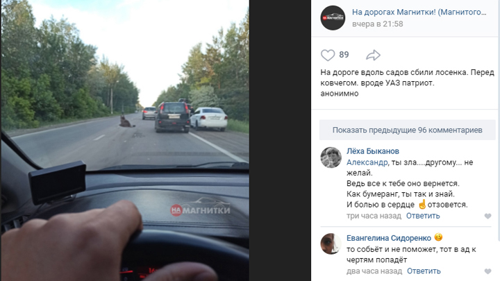 В Челябинской области сбили лосенка