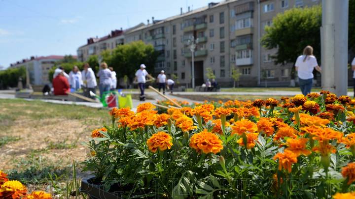 В Кургане зацвела георгиевская лента
