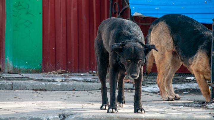 В Краснодаре завели уголовное дело после нападения собаки на ребёнка возле КубГУ