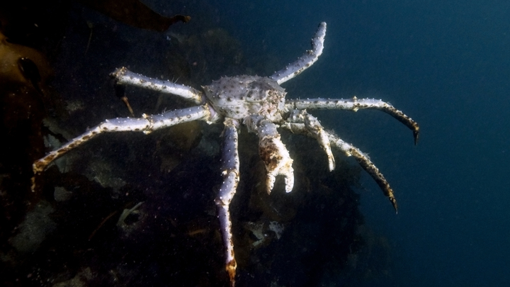 Бюджет потерял сотни миллионов рублей: После крабового скандала Генпрокуратуру просят о помощи