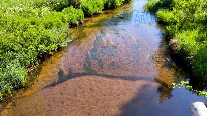 В Белореченском районе река Белая изменила русло и начала уходить под землю