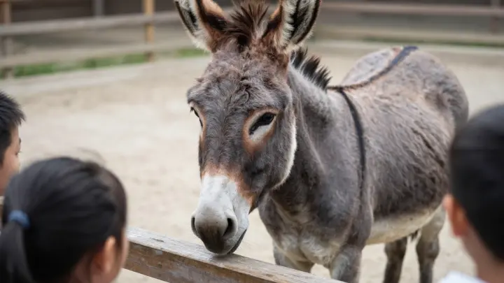 Ослик, возивший снаряды на СВО, адаптировался в зоопарке
